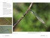 Dragonflies & Damselflies of New Zealand