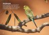Birds of the Outback