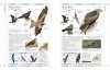 RSPB Complete Birds of Britain and Europe