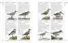 RSPB Complete Birds of Britain and Europe