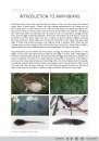 A Bilingual Field Guide to the Frogs of Zululand / Isiqondiso Sasefilidini Sezilimi Ezimbili Ngamaxoxo AkwelaKwaZulu