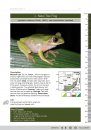 A Bilingual Field Guide to the Frogs of Zululand / Isiqondiso Sasefilidini Sezilimi Ezimbili Ngamaxoxo AkwelaKwaZulu