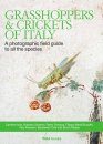Grasshoppers & Crickets of Italy