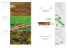 Grasshoppers & Crickets of Italy