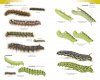 Field Guide to the Caterpillars of Great Britain and Ireland