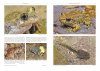 Amphibians and Reptiles of Morocco