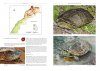 Amphibians and Reptiles of Morocco