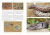 Amphibians and Reptiles of Morocco