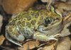 Amphibians and Reptiles of Morocco