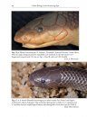 The African and Middle Eastern Burrowing Asps (Atractaspis spp.) and Their Allies
