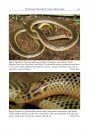The African and Middle Eastern Burrowing Asps (Atractaspis spp.) and Their Allies