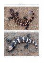 The Gila Monster Heloderma suspectum