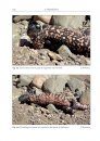 The Gila Monster Heloderma suspectum