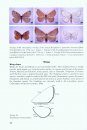 The Geometrid Moths of Europe (6-Volume Set)