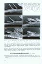 The Geometrid Moths of Europe (6-Volume Set)