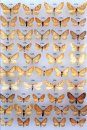 The Geometrid Moths of Europe (6-Volume Set)