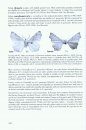 The Geometrid Moths of Europe (6-Volume Set)