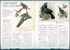 Bādā 2019-nen 8 Tsuki-gō Zetsumetsu Chōrui Jiten [Birder August 2019 Special Issue: Extinct Bird Encyclopedia]