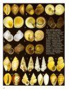Mollusca (Weichtiere): Beiträge zur Kulturgeschichte, Forschung und Sammlungen aus Österreich [Molluscs: Contributions to Cultural history, Research and Collections from Austria]
