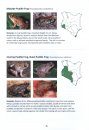 The Amphibians of Kenya