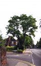 The Remarkable Trees of St Albans Revisited