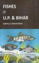 Fishes of U.P. & Bihar