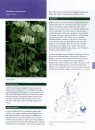 Grassland Plants of the British and Irish Lowlands