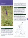 Grassland Plants of the British and Irish Lowlands