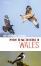 Where to Watch Birds in Wales