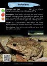 Amphibians of Western Sarawak (Borneo)