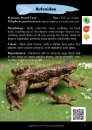 Amphibians of Western Sarawak (Borneo)