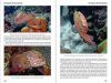 Reef Fish Behavior