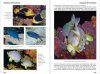 Reef Fish Behavior