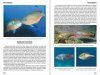 Reef Fish Behavior