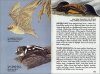 Bats of the World: A Fully Illustrated, Authoritative and Easy-To-Use Guide