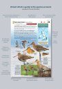 Britain's Birds