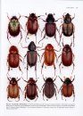 Australian Beetles, Volume 2
