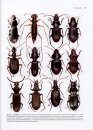 Australian Beetles, Volume 2