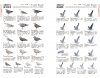 An Identification Guide to the Gulls of Japan [Japanese]