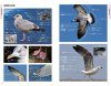 An Identification Guide to the Gulls of Japan [Japanese]