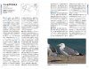 An Identification Guide to the Gulls of Japan [Japanese]
