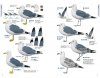 An Identification Guide to the Gulls of Japan [Japanese]