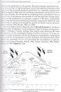 The Eco-Physiology of Avian Reproduction