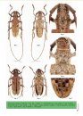 Longicornios de Cuba (Coleoptera: Cerambycidae), Volume 2 [Longhorn Beetles of Cuba, Volume 2]