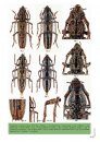 Longicornios de Cuba (Coleoptera: Cerambycidae), Volume 2 [Longhorn Beetles of Cuba, Volume 2]