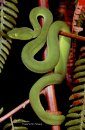 A Guide to Snakes of Peninsular Malaysia and Singapore