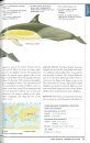 Guide to Marine Mammals of the World