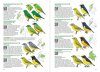 Birds of Colombia