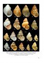 The Freshwater Gastropods of the West-Palaearctis, Volume 1