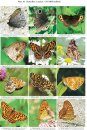 The Butterflies of Russian Far East (Khabarovskiy and Primorskiy Kray, Jewish Autonomous and Amur Regions), Sakhalin and Kuril Islands